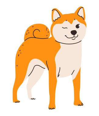 Shiba Inu köpeğinin düz vektör çizimi. Türünün tilki gibi görünümü ve tüylü kırmızı paltosu.