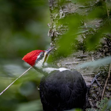 Ağaçkakan dikey olarak bir ağaca tünedi.