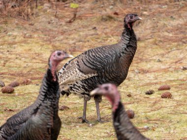 Kuzeydoğu Washington 'da üç vahşi hindiden oluşan bir grup..