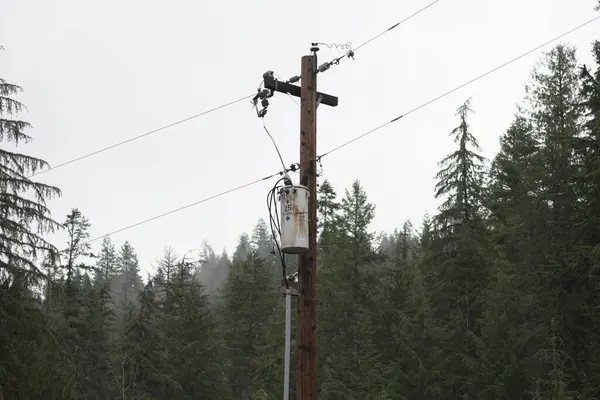 Telephone pole located in the pacific northwest surrounded by the woods.