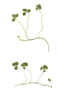 Gerçek Doğal Dört Yapraklı Yoncalar Asmasına Bağlıdır (Düz ve İzole Edilmiş))