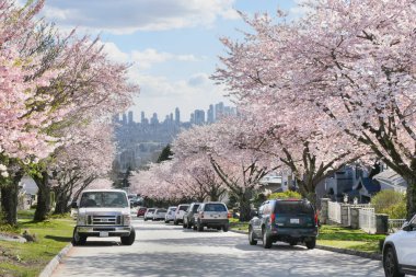 Metro Vancouver 'da bir bahar sezonunda, arka planda Britanya Kolumbiyası, Kanada' da Burnaby silueti olan güzel kiraz ağaçları.