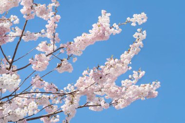 Burnaby, British Columbia, Kanada 'da bir bahar sezonu boyunca açık mavi gökyüzüne karşı güzel kiraz ağacı.