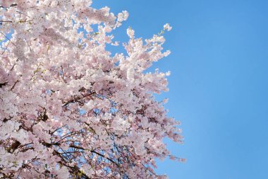 Burnaby, British Columbia, Kanada 'da bir bahar sezonu boyunca açık mavi gökyüzüne karşı güzel kiraz ağacı.