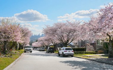 Metro Vancouver 'da bir bahar sezonunda, arka planda Britanya Kolumbiyası, Kanada' da Burnaby silueti olan güzel kiraz ağaçları.