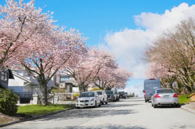 Britanya Kolumbiyası, Kanada 'da bir Metro Vancouver mahallesinde bahar mevsimi boyunca güzel kiraz ağaçları