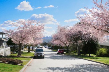 Metro Vancouver 'da bir bahar sezonunda, arka planda Britanya Kolumbiyası, Kanada' da Burnaby silueti olan güzel kiraz ağaçları.