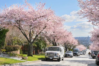 Metro Vancouver 'da bir bahar sezonunda, arka planda Britanya Kolumbiyası, Kanada' da Burnaby silueti olan güzel kiraz ağaçları.