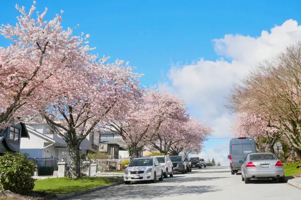 Britanya Kolumbiyası, Kanada 'da bir Metro Vancouver mahallesinde bahar mevsimi boyunca güzel kiraz ağaçları