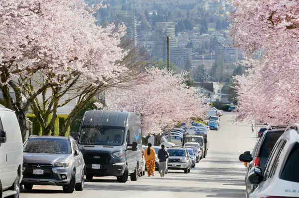 Metro Vancouver 'da bir bahar sezonunda, arka planda Britanya Kolumbiyası, Kanada' da Burnaby silueti olan güzel kiraz ağaçları.