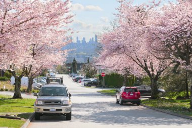 Metro Vancouver 'da bir bahar sezonunda, arka planda Britanya Kolumbiyası, Kanada' da Burnaby silueti olan güzel kiraz ağaçları.