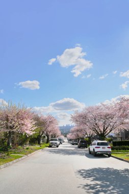 Metro Vancouver 'da bir bahar sezonunda, arka planda Britanya Kolumbiyası, Kanada' da Burnaby silueti olan güzel kiraz ağaçları.