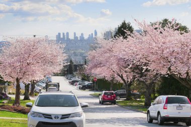 Metro Vancouver 'da bir bahar sezonunda, arka planda Britanya Kolumbiyası, Kanada' da Burnaby silueti olan güzel kiraz ağaçları.