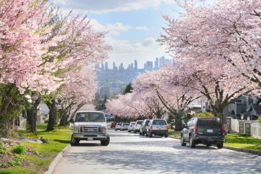 Metro Vancouver 'da bir bahar sezonunda, arka planda Britanya Kolumbiyası, Kanada' da Burnaby silueti olan güzel kiraz ağaçları.