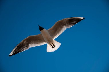 Alttaki kuş mavi gökyüzünde uçuyor