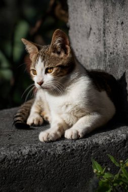 Kedi yerde yatıyor.