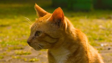 Turuncu vahşi bir kedinin suratı sarı renkte sola dönük.