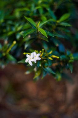 Bulanık kahverengi bir arka planda, güneş ışığına maruz kalmış küçük beyaz çiçekli yapraklar.