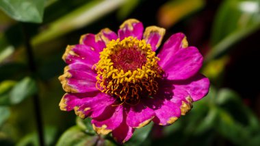 Çiçek açmış mor bir zinnia çiçeği yakın çekim modunda fotoğraflandı