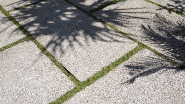 Hindistan cevizi ağaçlarının gölgesiyle düzgünce düzenlenmiş kutu şeklinde asfalt.