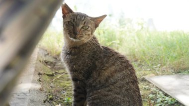 Çizgili bir kedi sessizdi ve başını diğer tarafa çevirdi.