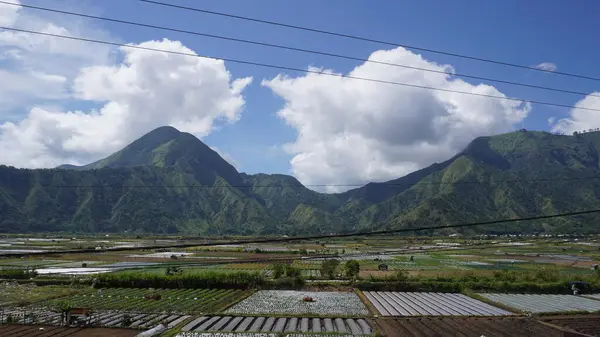 Sembalun, Lombok 'taki Rinjani Dağı yakınlarında geniş pirinç tarlaları ve mavi gökyüzü olan yeşil tepelerin manzarası.