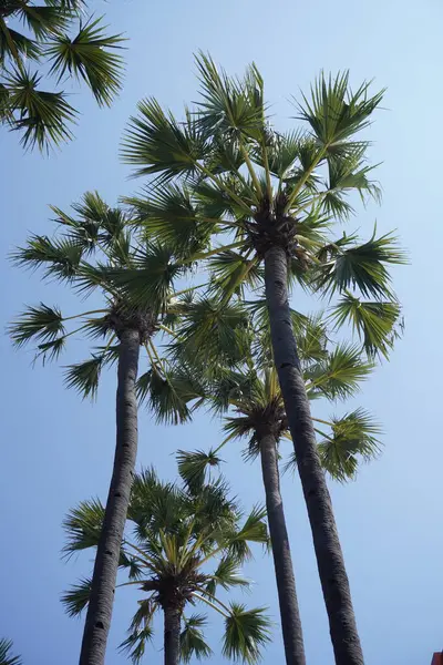 stock image Tall palm trees and photographed from below against the background of a blue sky during the day