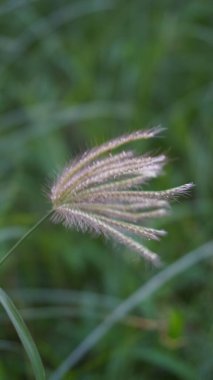 Yeşil arka planda Reed çimleri rüzgara maruz kaldı
