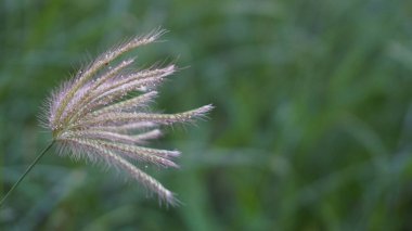 Yeşil arka planda Reed çimleri rüzgara maruz kaldı