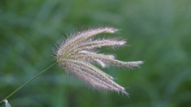 Yeşil arka planda Reed çimleri rüzgara maruz kaldı