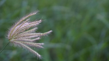 Yeşil arka planda Reed çimleri rüzgara maruz kaldı