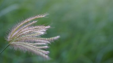 Yeşil arka planda Reed çimleri rüzgara maruz kaldı