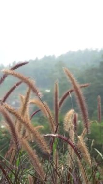 Bladygrass (Imperata Sillindrica) bitkileri sabah sinemada rüzgarda sallanırlar.