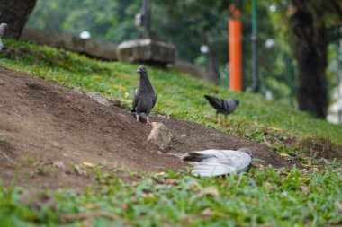 Güvercinler sabah halka açık bir alanda çimlerle tünemişti.