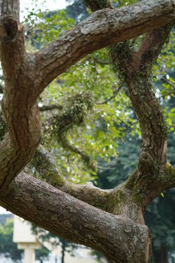 Ağaç gövdesindeki yaprakların daireler çizdiğini görmek.