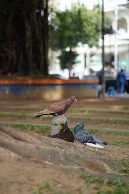 Two doves of different colors are perched near the roots of a large tree in a park in the morning clipart