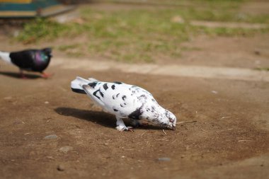 White pigeon with black dots standing on the ground during the day clipart