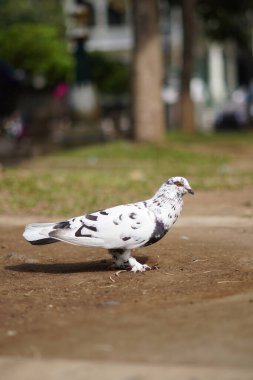 White pigeon with black dots standing on the ground during the day clipart