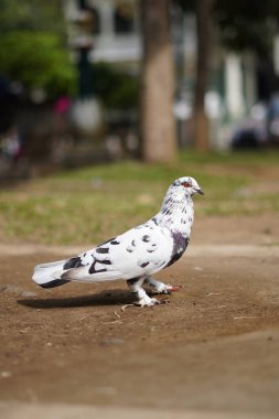 White pigeon with black dots standing on the ground during the day clipart