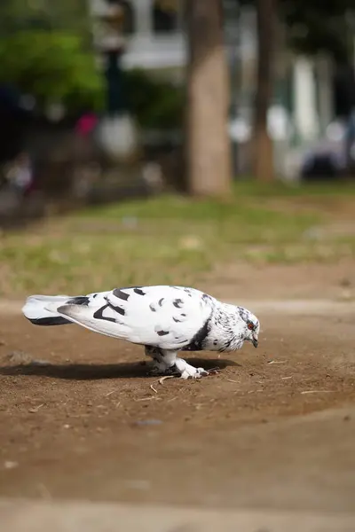 stock image White pigeon with black dots standing on the ground during the day