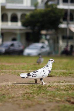 White pigeon with black dots standing on the ground during the day clipart