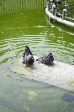 Sıcak bir öğleden sonra, yeşil suyla gölde oynayan güvercinler.