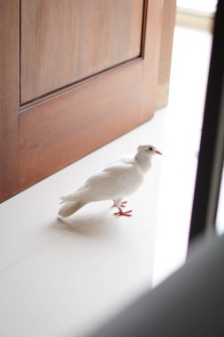 Beyaz bir güvercin yere tünemiş ve gagasında bir iple ileriye bakıyor. Arka planı bulanık ve yakın çekim modu var.