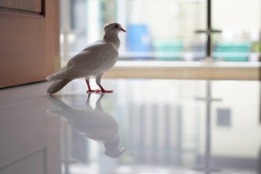 Beyaz bir güvercin yere tünemiş ve gagasında bir iple ileriye bakıyor. Arka planı bulanık ve yakın çekim modu var.