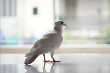 Beyaz bir güvercin yere tünemiş ve gagasında bir iple ileriye bakıyor. Arka planı bulanık ve yakın çekim modu var.