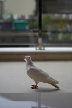 Arkadan çekilen beyaz güvercin yerde duruyor ve gagasında bir iple sağa bakıyor ve arka plan bulanık.