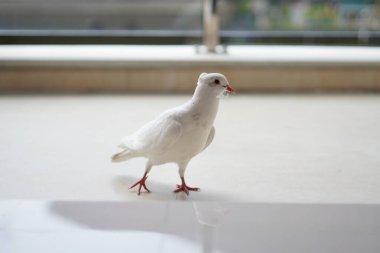 Arkadan çekilen beyaz güvercin yerde duruyor ve gagasında bir iple sağa bakıyor ve arka plan bulanık.