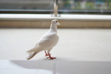 Arkadan çekilen beyaz güvercin yerde duruyor ve gagasında bir iple sağa bakıyor ve arka plan bulanık.