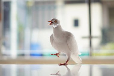 Beyaz bir güvercin bulanık bir arka planla bacaklarını kaldırıyor.