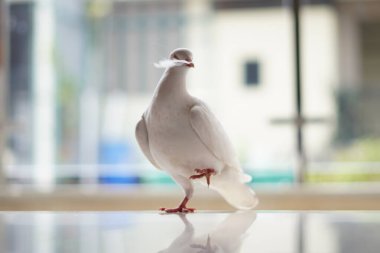 Beyaz bir güvercin bulanık bir arka planla bacaklarını kaldırıyor.
